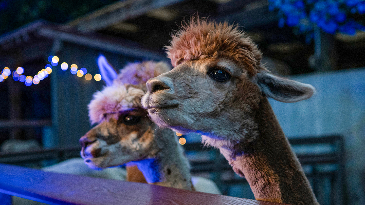 Holiday Lights - Bronx Zoo